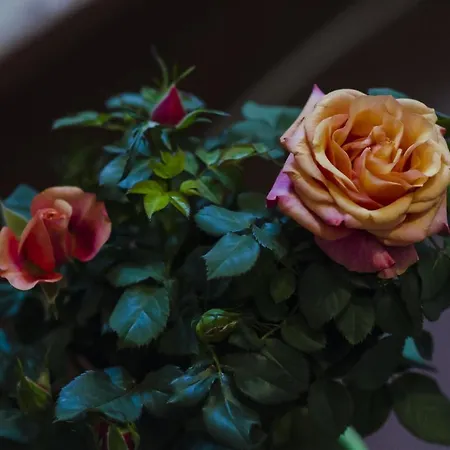 Apartamento Saint Mary Dubrovnik